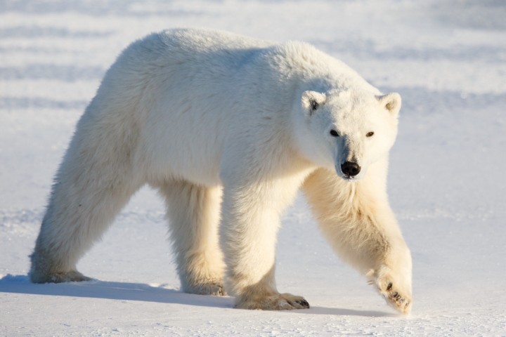 Bigger, Faster, Stronger: Why Polar Bears Are the Most Prolific Record-Breaking Bears